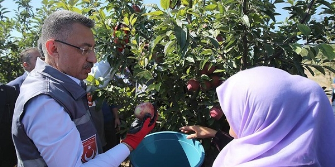 Cumhurbaşkanı Vekili Fuat Oktay elma hasadına katıldı