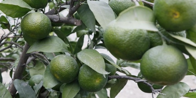 Mandalinada y�ksek verim sevinci