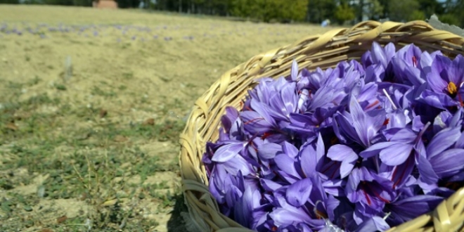 'Mucize bitki' safranda erken hasat
