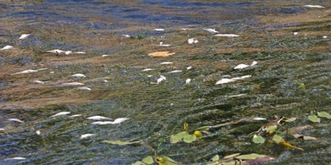 Antalya'da �len bal�klar i�in inceleme ba�lat�ld�