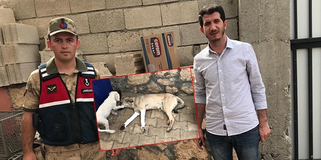 Yaralı sokak köpeğine jandarma ekibi sahip çıktı
