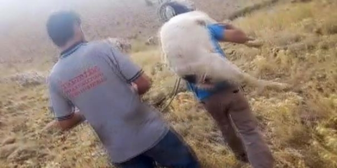 Kurdun yaralad��� ke�iyi �lmek �zereyken tamirciler kurtard�