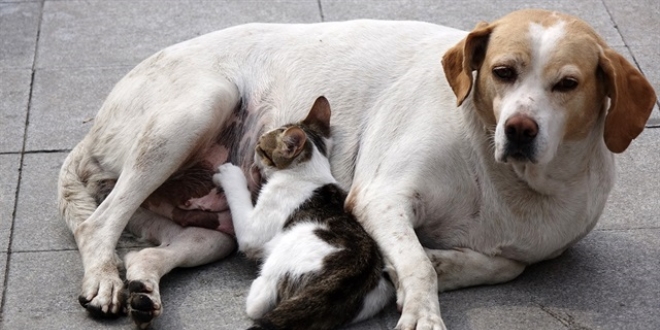 Emzirdiği kedi yavrusuna annelik yapıyor