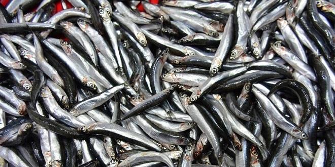 Hamsi ihracat� sezona h�zl� ba�lad�