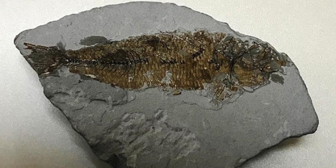 Mula'da 15,9-11,6 milyon yllk balk fosili bulundu