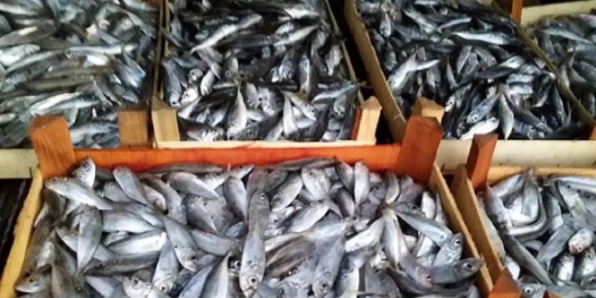 Bursa'da 13 ton balığa el konuldu