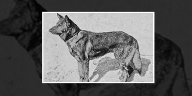 Türk polisinin ilk köpeği Dolf'ün fotoğrafı