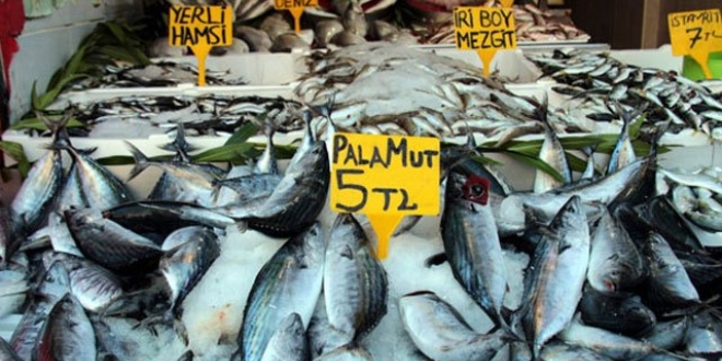 Palamut bollaştı fiyat düştü