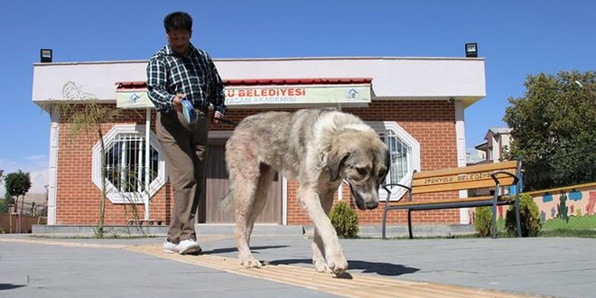 Ölüme terk edilmişti, görme engellilerin 'gözü' oldu