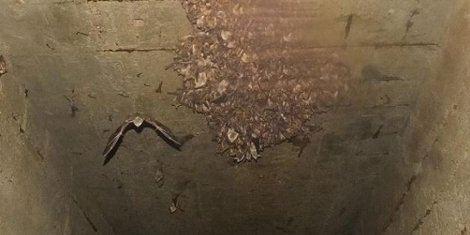 'Yarasa kesesi' dolandırıcılığı ekolojiyi tehdit ediyor