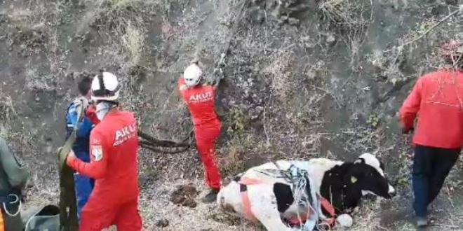 Hamile inek helikopterle kurtarıldı