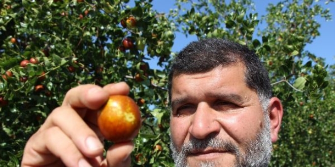 Rüyasında görüp hünnap dikti, zengin oldu