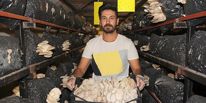 Genç girişimci yılda 20 ton mantar üreten tesis kurdu