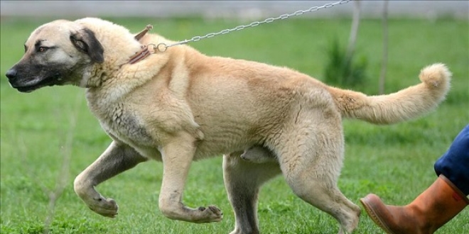 'Kangallar sürüleri en iyi koruyacak bekçi köpekleri'