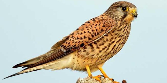 Bunu yapan yand�! 3 ki�iye 38 bin 745 lira ceza kesildi