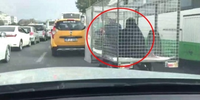 Kadını motosikletin arkasına bağladığı kafeste taşıdı