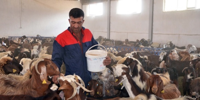 Devlet desteği ile kurduğu çiftlikte keçi sütü üretiyor