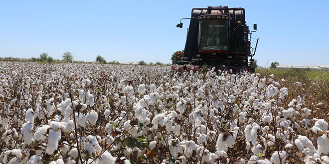 Pamuğun kilo fiyatı 3.80 TL olarak açıklandı
