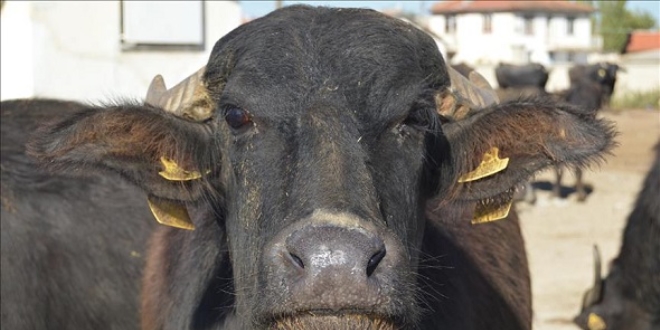 Yerli �rk mandada et ve s�t �retimi art�r�ld�