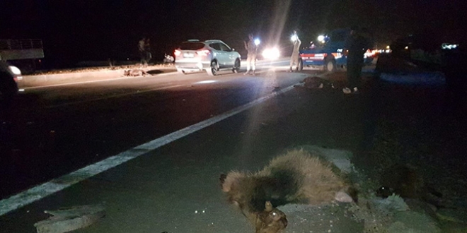 Hatay'da iki otomobil yoldaki keilere arpt: 13 kkba hayvan telef oldu