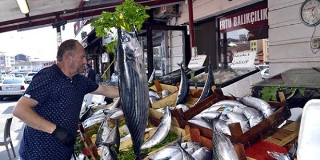 Karadeniz'de balıkçıların ağına 1 metrelik torik takıldı