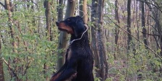 Tavuk yedi diye k�pe�i a�aca asarak �ld�rmeye tepki ya�d�