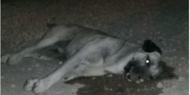 Zehirlenen köpekler sokak ortasında can çekişti