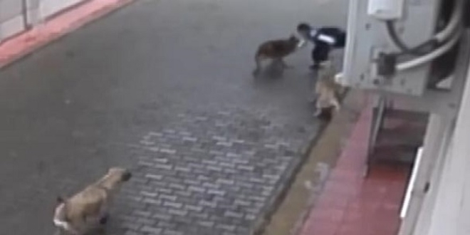 Aç kalan köpekler ilkokul öğrencisine saldırdı