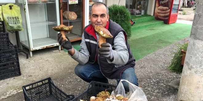 Ayı mantarı köylünün gelir kapısı oldu