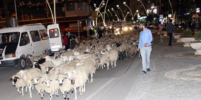 Yayladan dönen koyun sürüsü kent merkezinden geçti