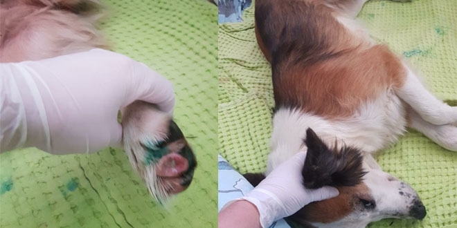 Ordu'da köpeğe işkence yapıldığı iddiası