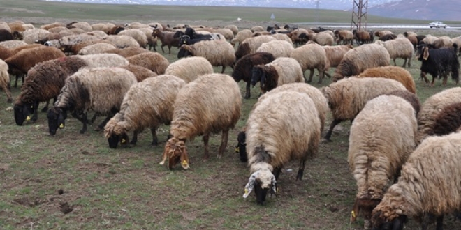 '5 bin lira maa� ile �oban bulam�yoruz'