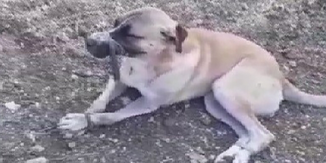 Ağzını ve ayaklarını bağlayarak ölüme terk ettiler