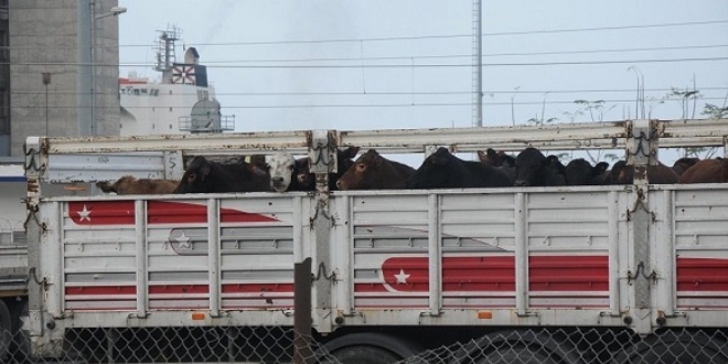 22 gündür gemide bekletilen angusların tahliyesine başlandı