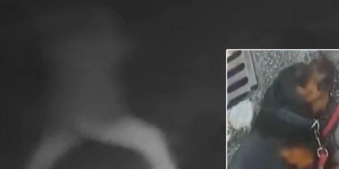 Köpeği demir çubukla döven sanığa para cezası