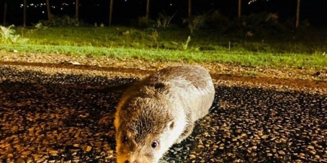 �lk defa su samuru g�r�nt�lendi! �ld� sand�lar ama...