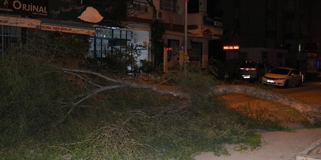 �iddetli r�zgar a�a�lar� devirdi elektrik tellerini kopard�