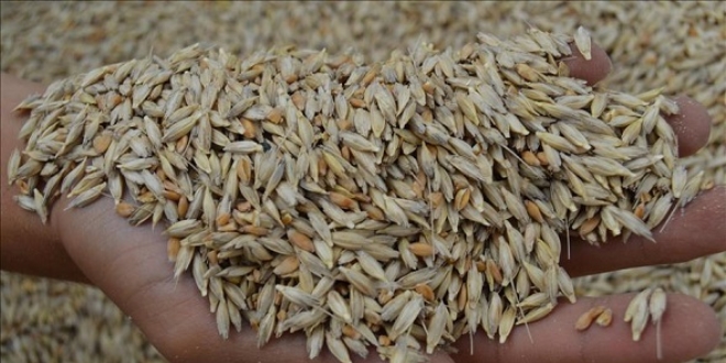 Tüccar aradan çıkacak, çiftçi makarnalık buğdayı doğrudan satacak