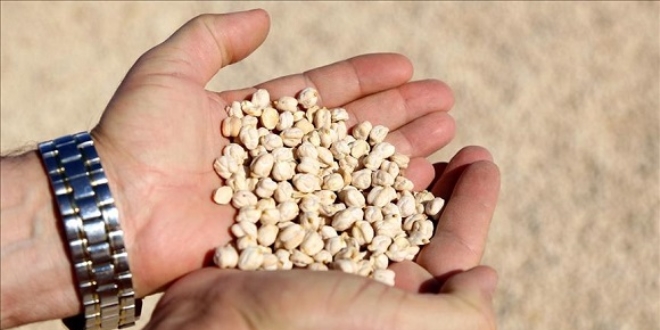 Diyarbakırlı çiftçiye 51 ton ücretsiz sertifikalı tohum