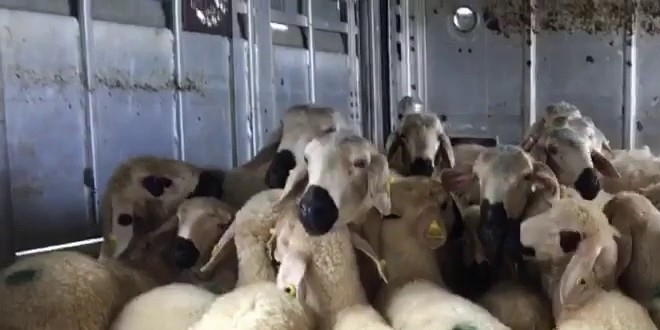 Koyun ve Keçi Türü Hayvanların Tanımlanması, Tescili ve İzlenmesi Yönetmeliğinde Değişiklik