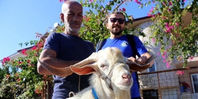 Muğla'da sporcularla birlikte maraton koşan keçiye madalya