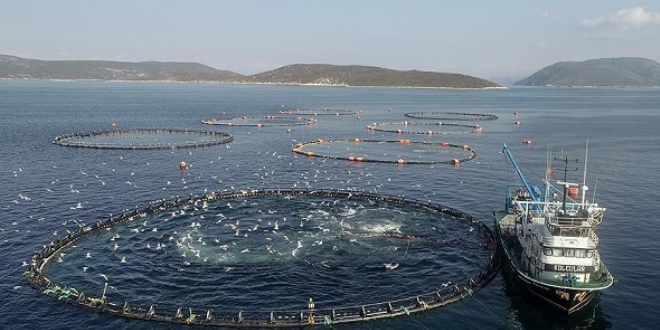 Alabal�k, levrek ve �ipura i�in yeni alanlar belirlenecek