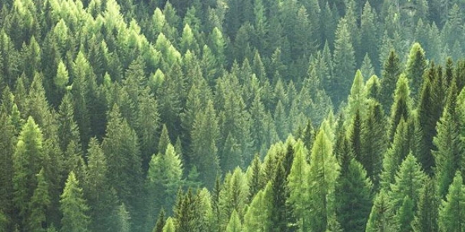 OGM'den 'damgal� dikili a�a�' ata��