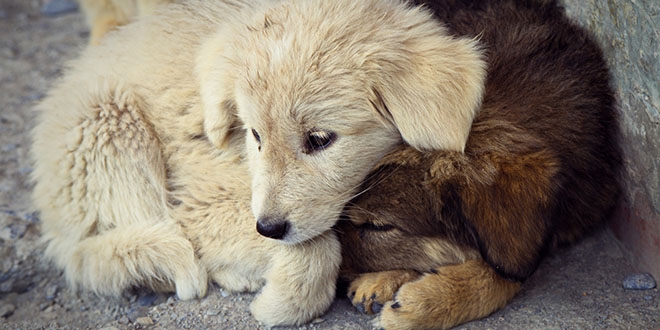 'Hayvanlar�, evcil hayata al��t�r�p soka�a atmay�n'