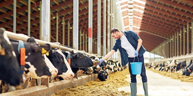 Ete OSB modeli geliyor