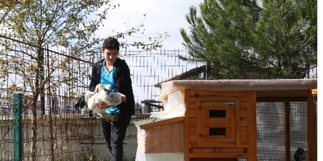 Tavuklarından ayrı kalamayan öğrenci için okula kümes