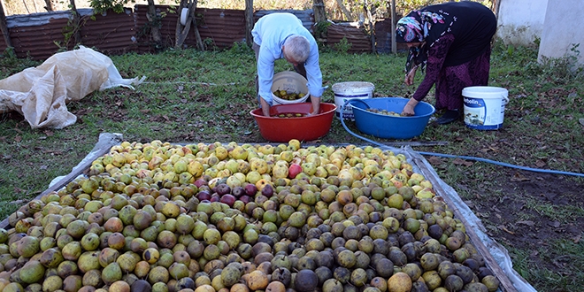 Öğretmen, köyündeki meyveleri ekonomiye kazandırdı