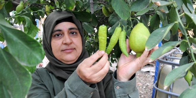 Bibere benzeyen limon görenleri şaşırtıyor