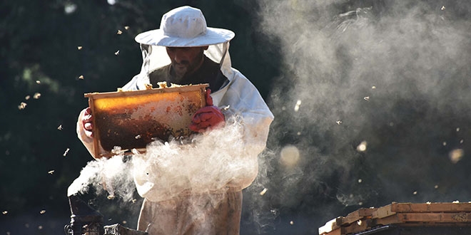 Ar�c�lar� �am bal� kurtard�