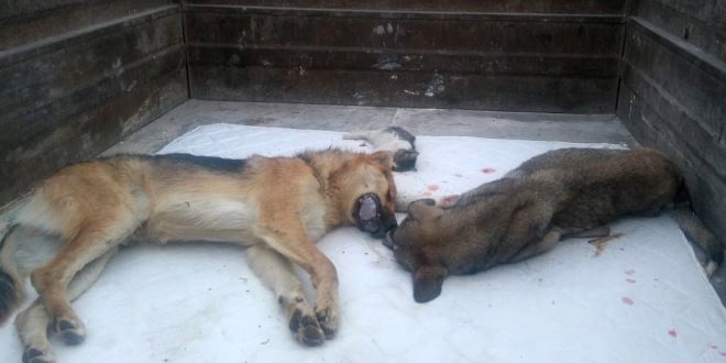 Başkent'te 20 kadar sokak köpeği zehirlendi